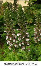 Acanthus Mollis