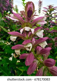 Acanthus Mollis