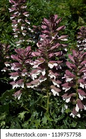 Acanthus Mollis Flowers