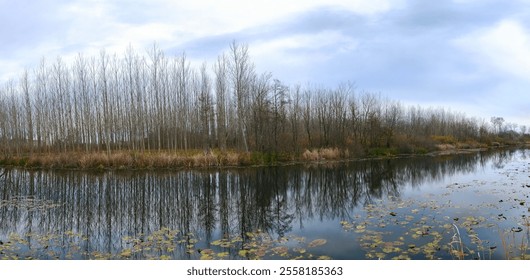 Acarlar Longozu Tranquil Autumnal River Scene with Bare Trees Reflecting. A serene landscape showcasing a calm river reflecting a line of bare deciduous trees. Karasu Sakarya Adapazari Turkiye Turkey  - Powered by Shutterstock