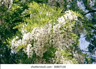 Acasia Tree In Blossom