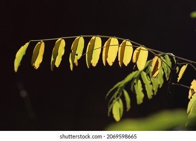 Acasia Tree Leaves In Autumn