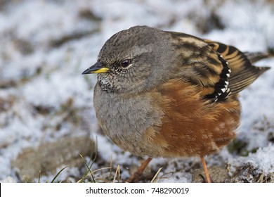 Accentor