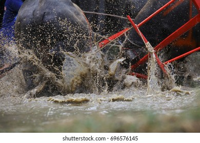 Accident Both Buffalo Fall Down In Cray Field During Traditional Buffalo Race Rake In Mud Field Festival In Chonburi Province ,Thailand