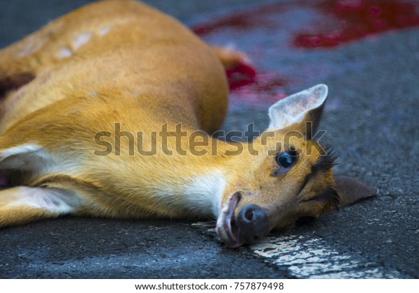 An accident occurred on Barking Deer on the road in\
Khao Yai National Park