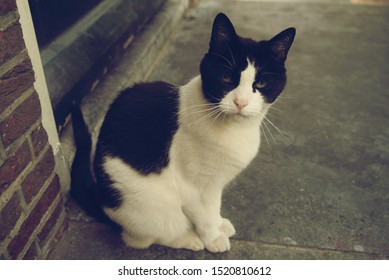 An Accidental Meeting With A Cat On The Street