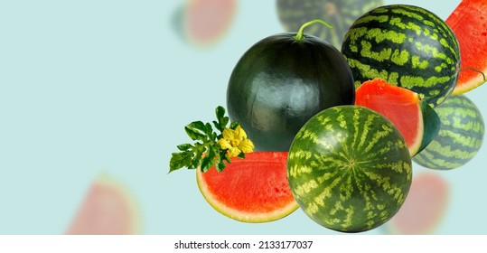 Accidentally falling watermelons. Watermelons on a light blue background