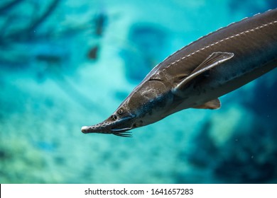 Accipenser naccarii underwater, Adriatic sturgeon swimming underwater