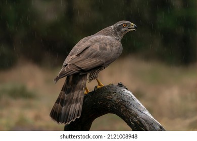  (Accipiter gentilis) on a branch in heavy rain in the forest of Noord Brabant in the Netherlands.                                                                                                      