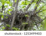 Accipiter nisus. The nest of the Eurasian Sparrowhawk in nature.