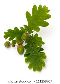 accorns with oak leafs