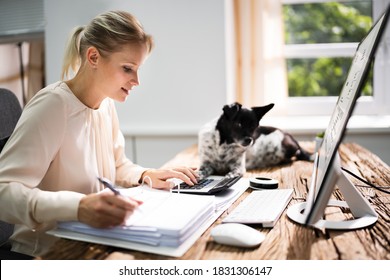 Accountant Woman Doing Tax Accounting Using Calculator With Dog