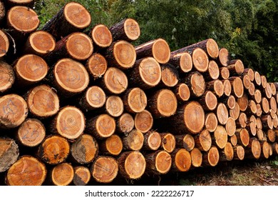 Accumulation of larch in the forest. - Powered by Shutterstock