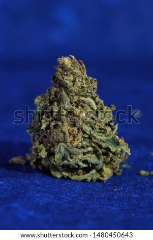 AC-DC Strain of marijuana dried and processed