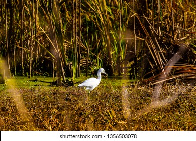 ACE Basin National Wildlife Refuge