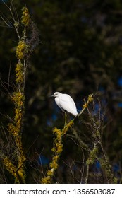 ACE Basin National Wildlife Refuge