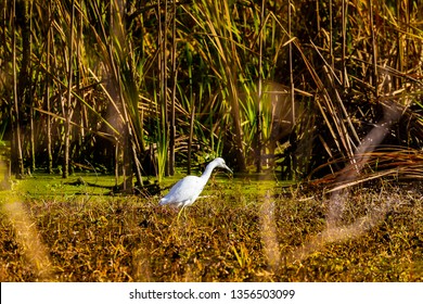 ACE Basin National Wildlife Refuge