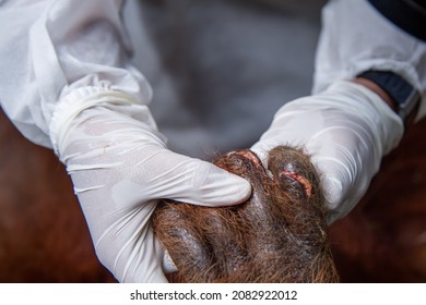 Aceh, Indonesia- November 25 2021. Health checkup for sick orangutans