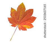 Acer circinatum vine maple fall leaf