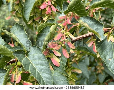 Acer davidii (Père David's Maple, Snakebark Maple) seed capsules (Samara) in summer