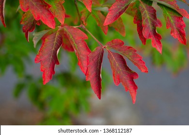 Acer Griseum leaves in autumn color