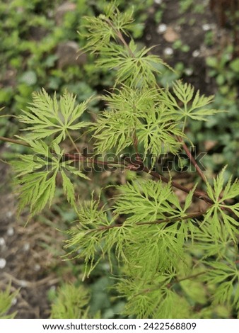 Acer japanese maple Emerald Lace, Acer palmatum in the spring garden in April 