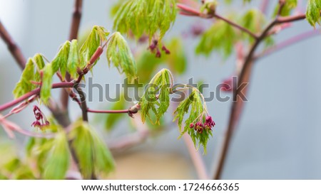 Acer japonicum, the Amur maple, downy Japanese-maple or fullmoon maple, flowers