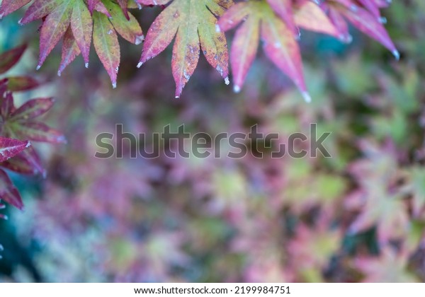  Acer japonicum, the\
Amur maple, Japanese-maple or fullmoon maple, is a species of maple\
native to Japan, and also southern Korea. Orange purple yellow\
green leaves\

