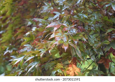 Acer japonicum, also called the Amur maple, Japanese-maple or fullmoon maple
