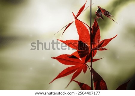 Similar – Image, Stock Photo A fresh ornamental maple leaf