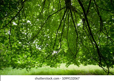 Acer Macrophyllum, Bigleaf Maple, 