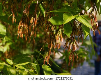 acer negundo -box elder tree with seeds at spring
