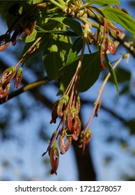 Acer Negundo Box Elder Tree Seeds Stock Photo 1721278057 | Shutterstock