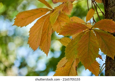 Acer negundo (California Boxelder, Box-elder, Manitoba, Ash-leaf, Three-leaf, Ashleaf, Ash-leaved or Sensation maple, Box elder) is species of maple native to North America.