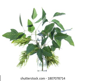 Acer Negundo (manitoba Maple Or Ash-leaved Maple) In A Glass Vessel With Water