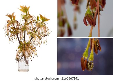 Acer Negundo (Manitoba Maple Or Ash-leaved Maple) In A Glass Vessel With Water