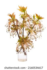 Acer Negundo (Manitoba Maple Or Ash-leaved Maple) In A Glass Vessel With Water