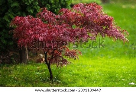 Acer Palmatum Atropurpureum, red leaves of japanese maple, in garden after rain with green background