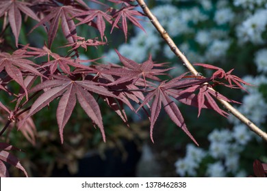 Acer Palmatum 'bloodgood'