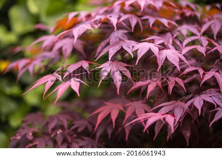 Acer palmatum (Bloodgood Japanese Maple tree) fresh purple leaves and tree branchs in natural daylight