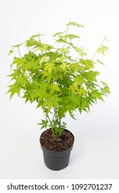 Acer Palmatum Going Green