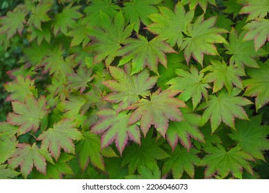 Acer palmatum or maple with green and purple leaves in autumn. Acer japonicum or Japanese fullmoon maple