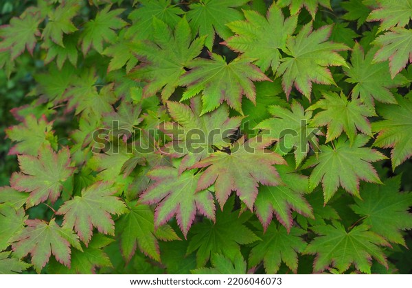 Acer palmatum or\
maple with green and purple leaves in autumn. Acer japonicum or\
Japanese fullmoon maple