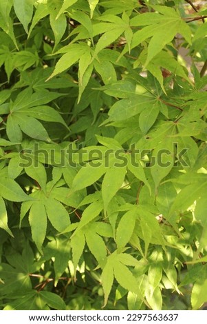 Acer palmatum 'Osakazuki', maple tree with green leaves