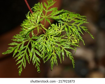 Acer Palmatum Seiryu