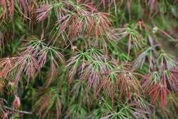 Acer Palmatum. Spring. Green And Red Leaves Laceleaf Japanese Maple Tree.