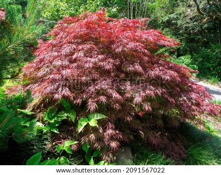 Acer palmatum var. dissectum Crimson Queen tree