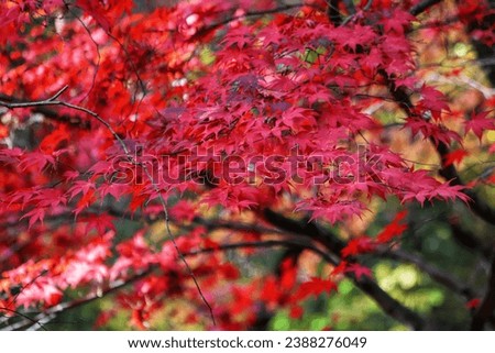 Acer palmatum. Yellow and red leaves Laceleaf Japanese Maple tree.