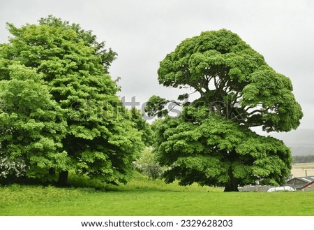 Acer platanoides, commonly known as the Norway maple