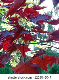 Acer Platanoides Crimson King